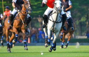 image of polo game for Horse Appraisal page