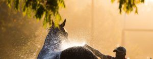 Training Guidance Image of horse being washed