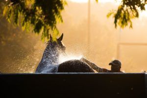 Image of horse being washed