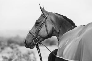 About us page image, black and white of horse